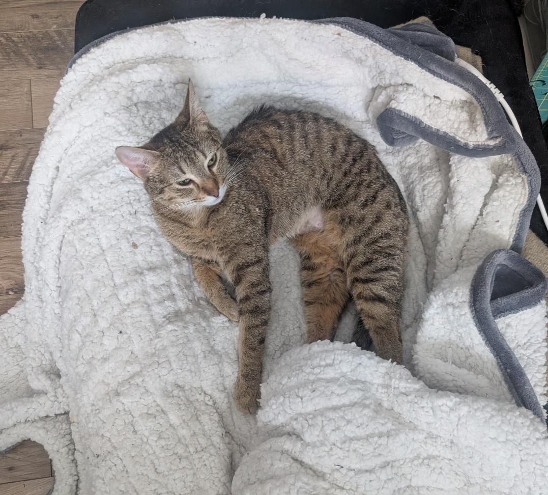 Enlarge Svetlana, a ADOPTABLE Domestic Short Hair in Calgary, AB image 3/5