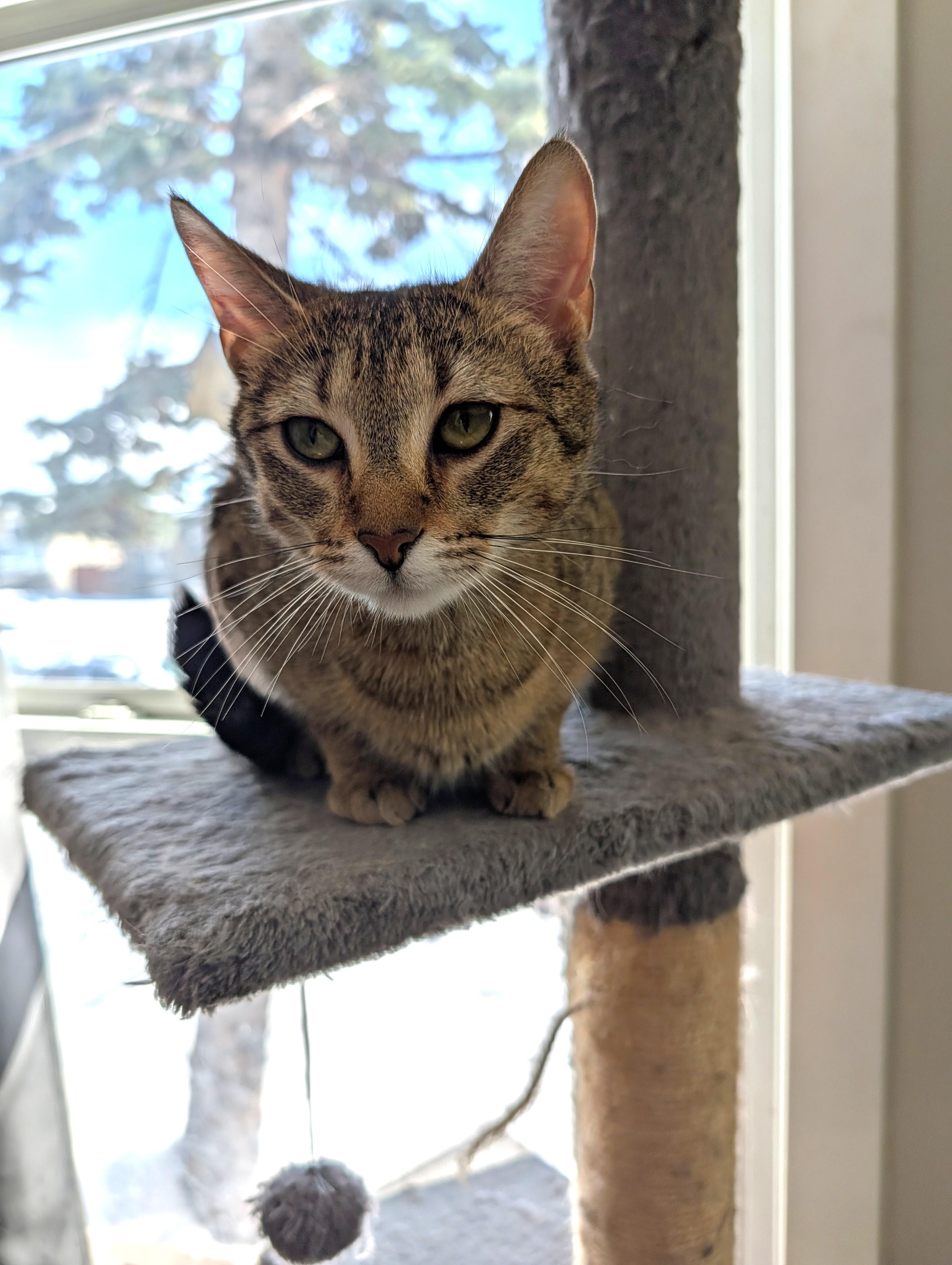 Enlarge Svetlana, a ADOPTABLE Domestic Short Hair in Calgary, AB image 2/5