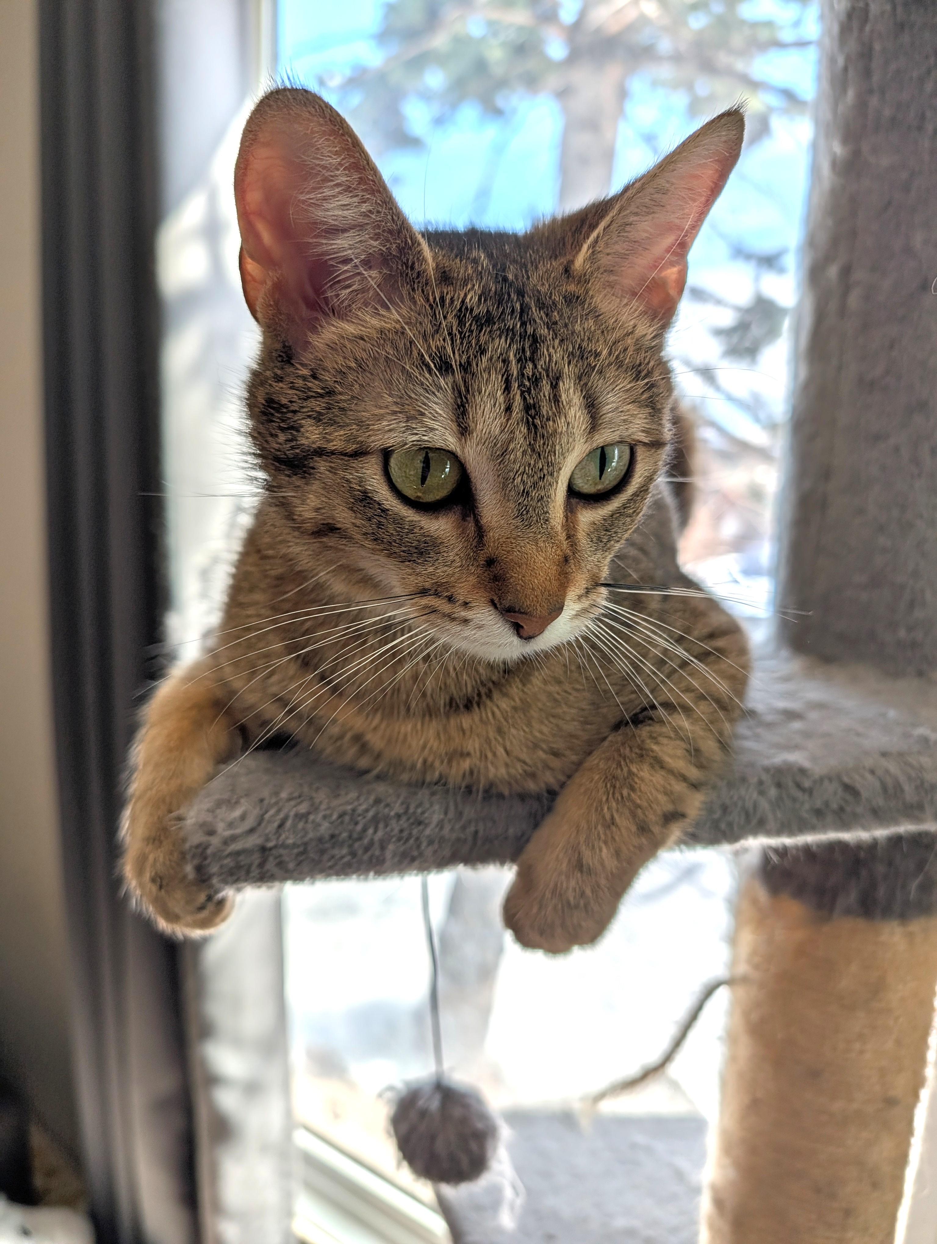 Enlarge Svetlana, a ADOPTABLE Domestic Short Hair in Calgary, AB image 4/5