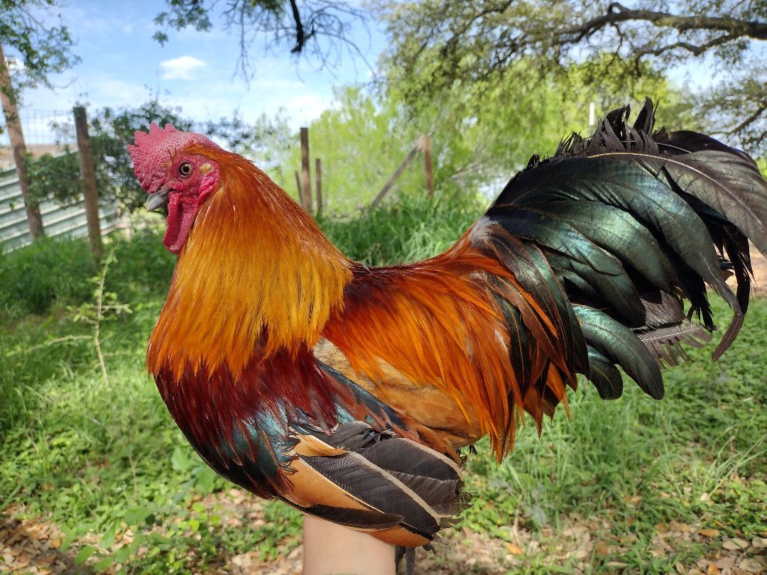 Enlarge Blazer, a Adopted Chicken in Donna, TX image 1/5