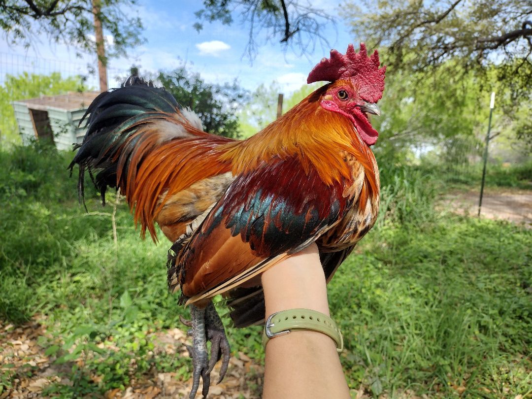 Enlarge Blazer, a Adopted Chicken in Donna, TX image 2/5