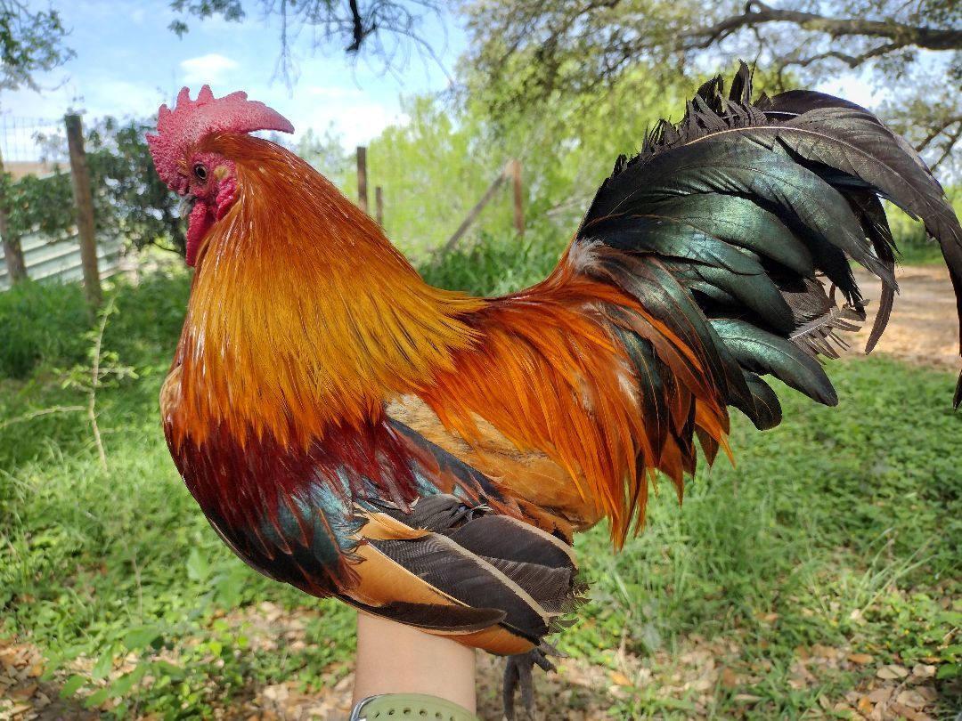 Enlarge Blazer, a Adopted Chicken in Donna, TX image 3/5