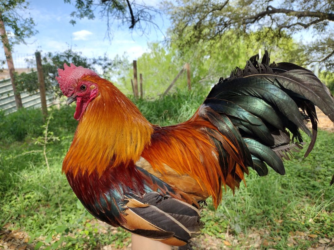 Enlarge Blazer, a Adopted Chicken in Donna, TX image 4/5