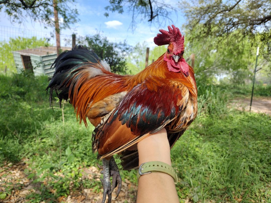 Enlarge Blazer, a Adopted Chicken in Donna, TX image 5/5