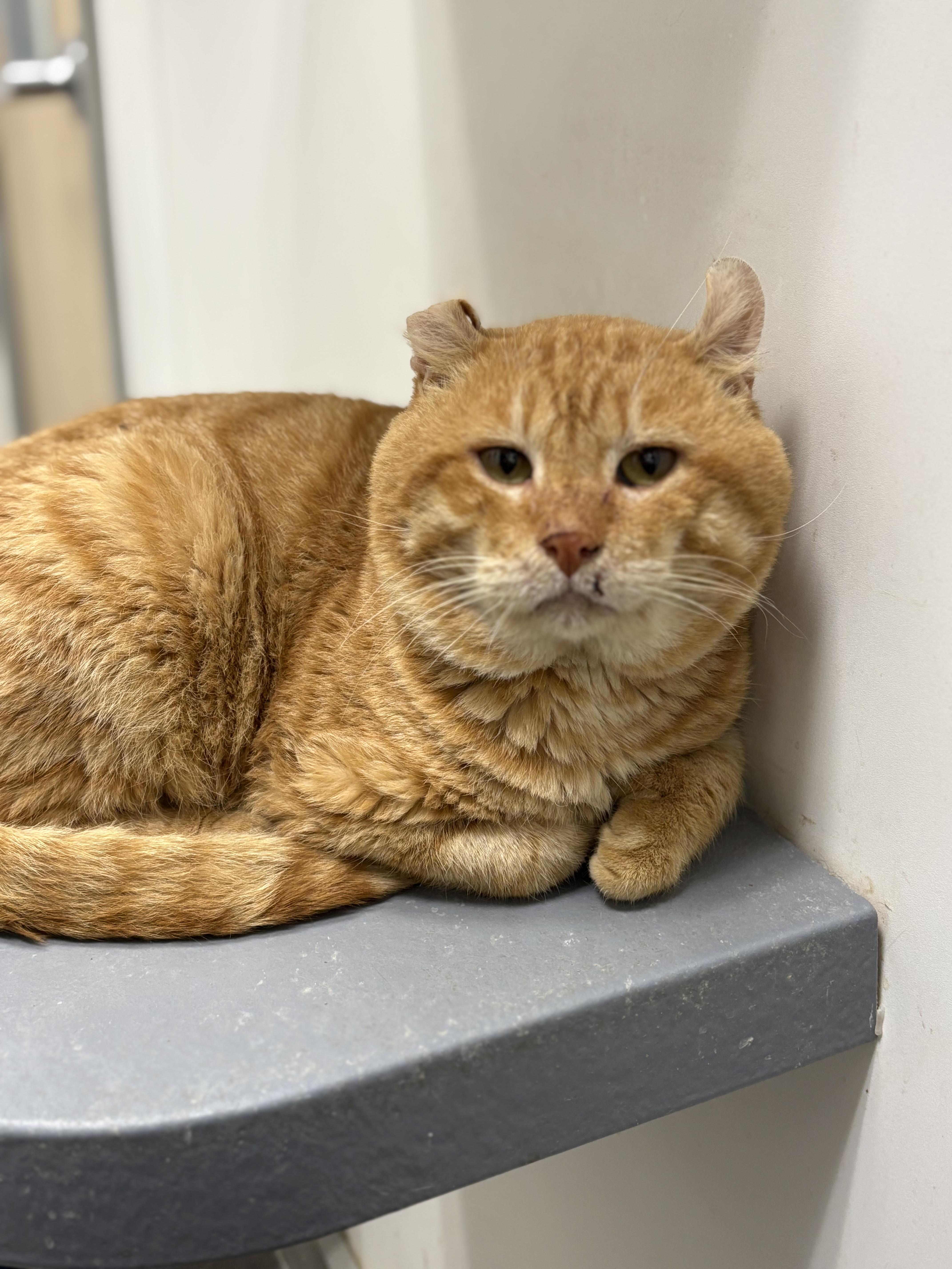 Enlarge Blaze, a Adoptable Highland Fold in Zimmerman, MN image 1/1