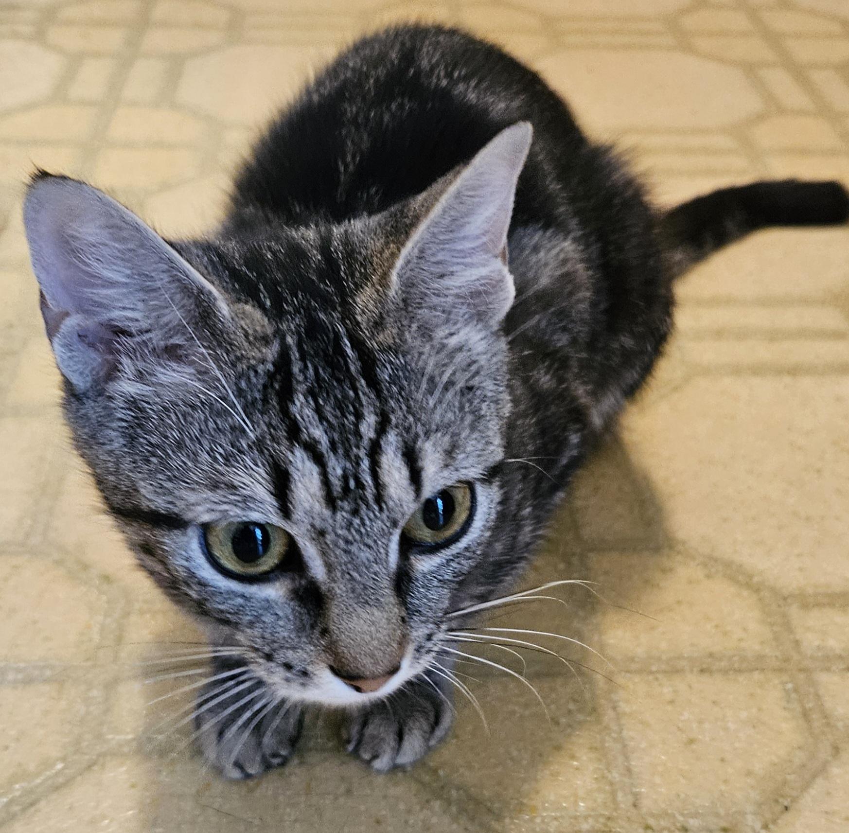 Trina-AFFECTIONATE!, a Adoptable mixed breed in Berlin, CT image 6/6