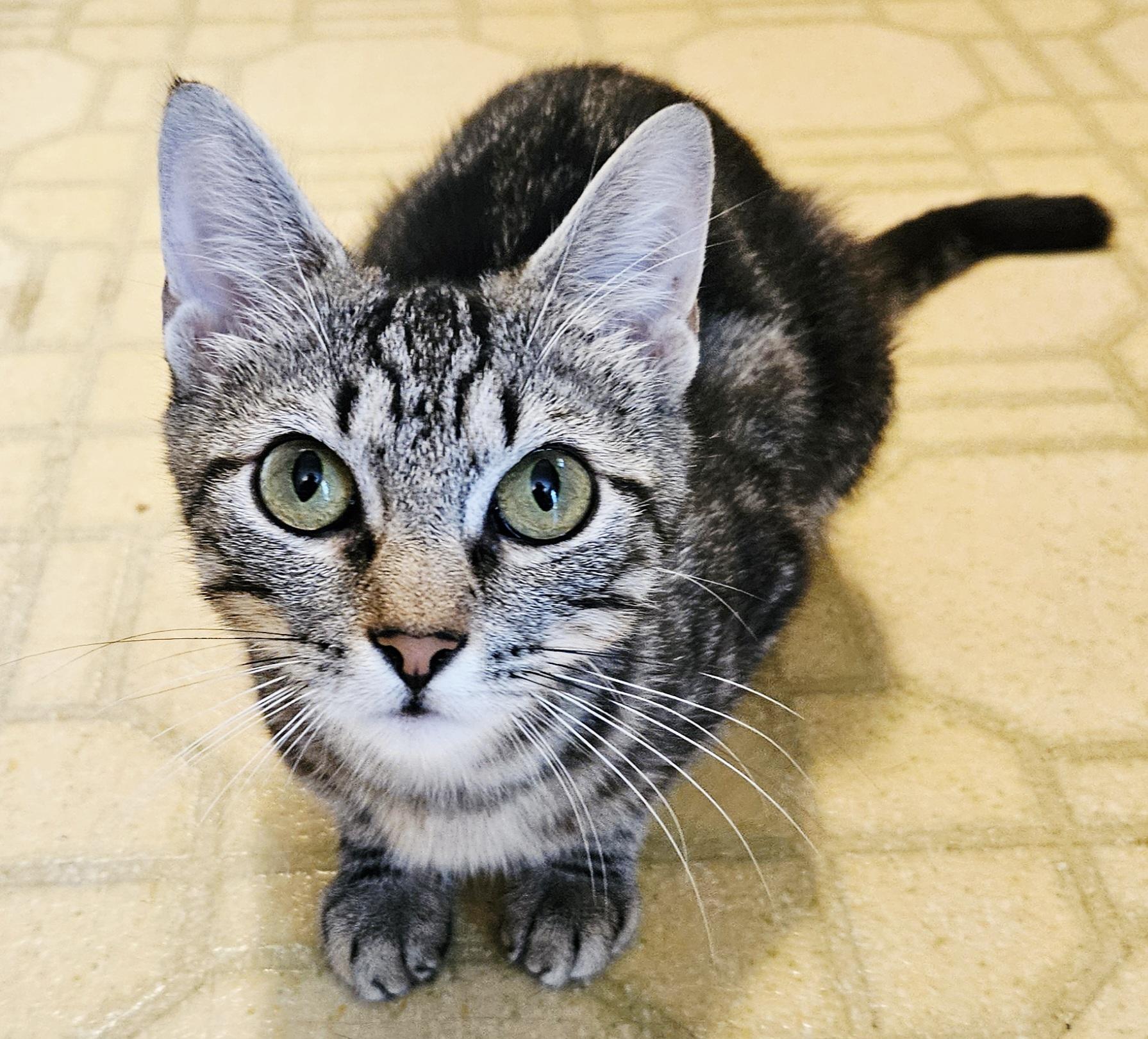 Trina-AFFECTIONATE!, a Adoptable mixed breed in Berlin, CT image 3/6