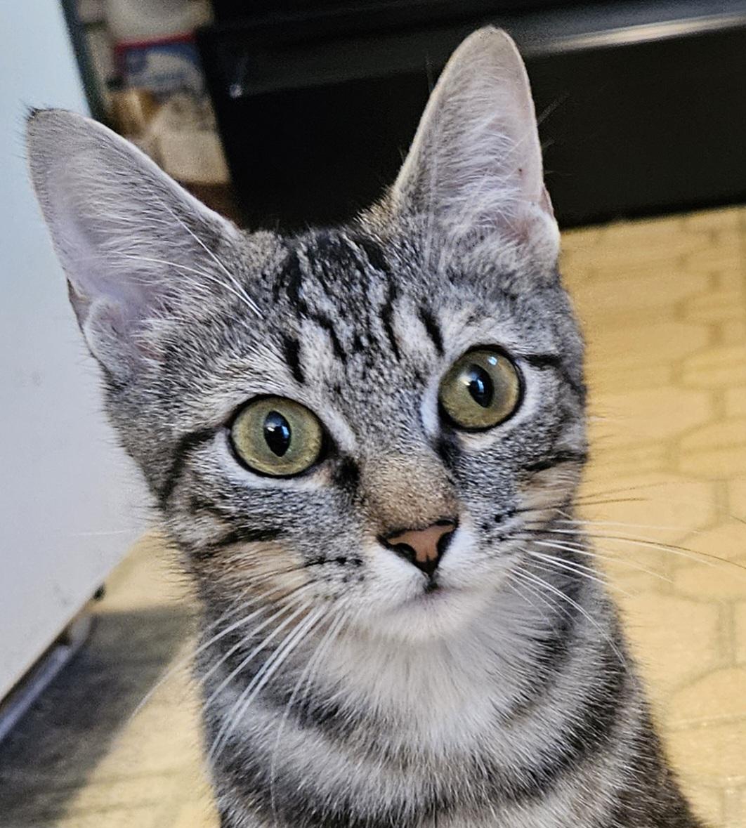 Trina-AFFECTIONATE!, Adoptable, Young Female Tabby & Bengal.