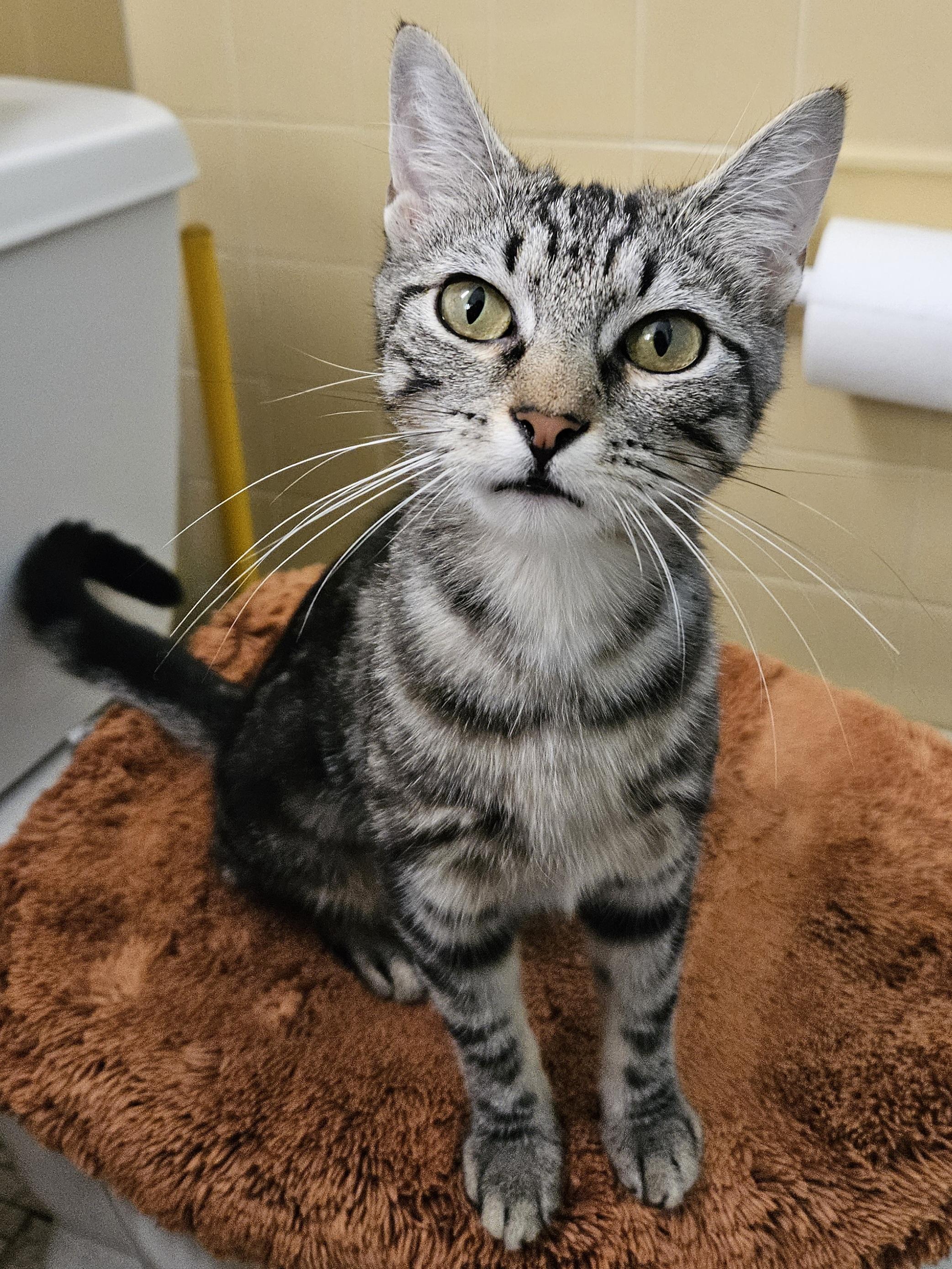 Trina-AFFECTIONATE!, a Adoptable mixed breed in Berlin, CT image 4/6