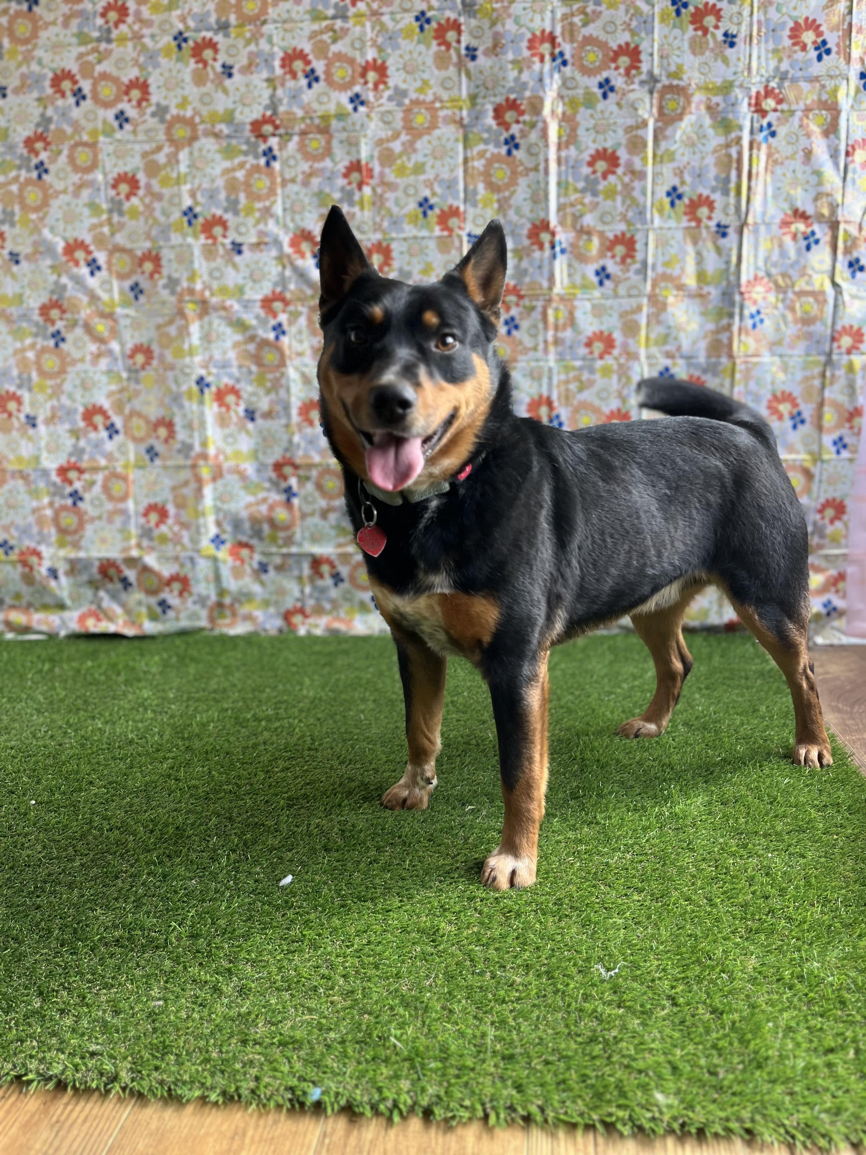 Benji, Adopted, Adult Male Australian Cattle Dog / Blue Heeler.