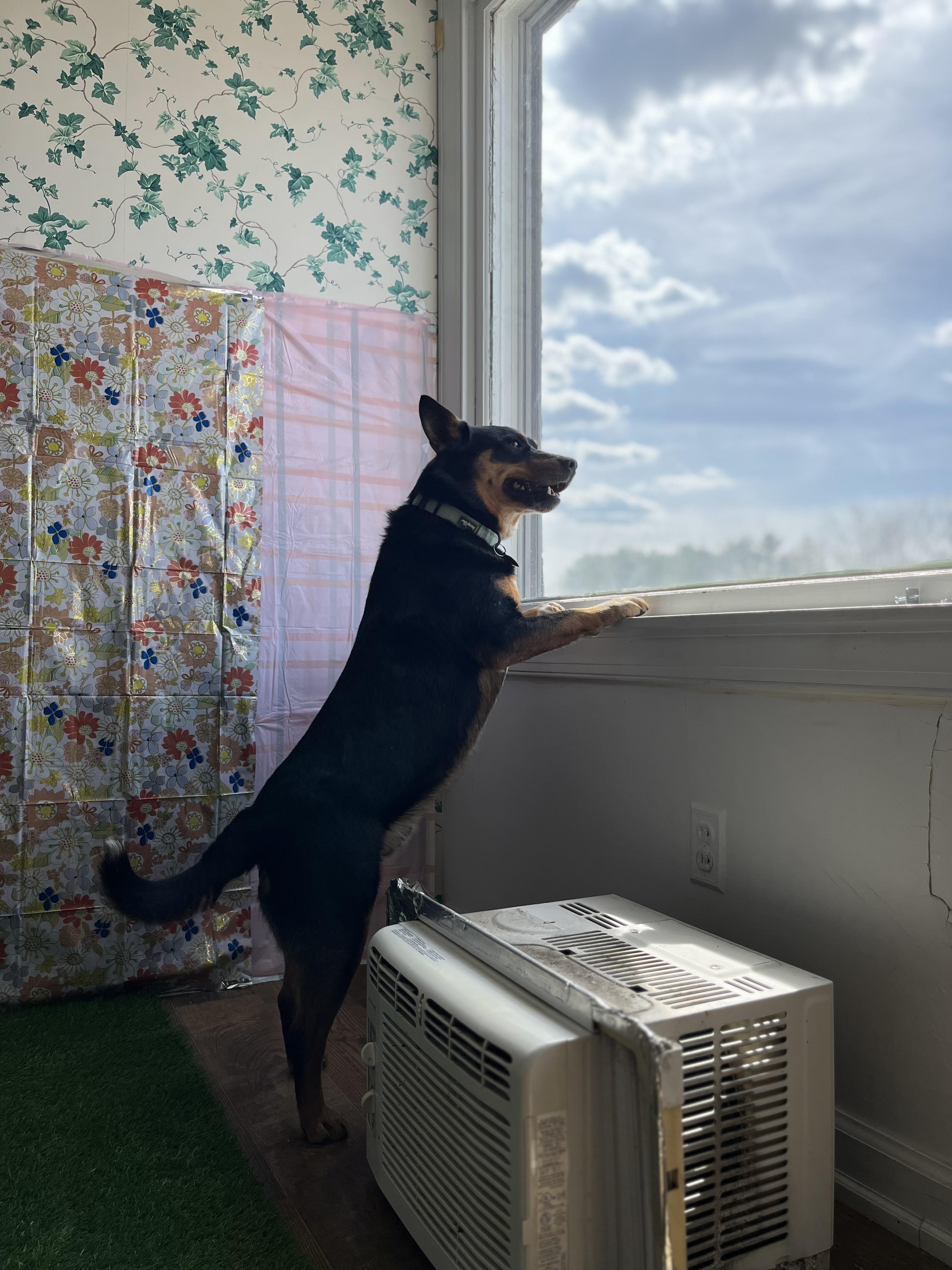 Benji, a Adopted Australian Cattle Dog / Blue Heeler in Berea, KY image 3/4