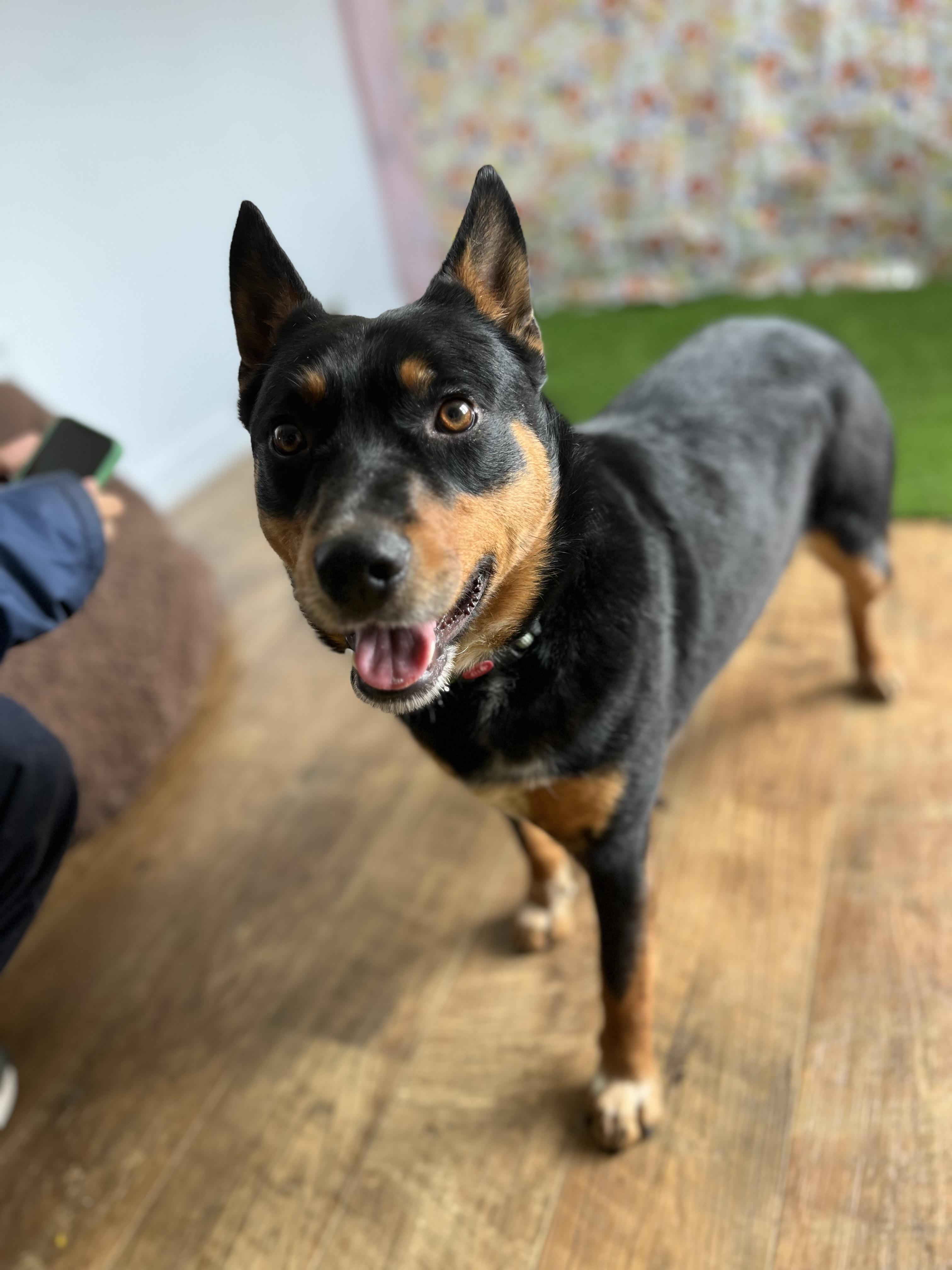 Benji, a Adopted Australian Cattle Dog / Blue Heeler in Berea, KY image 4/4