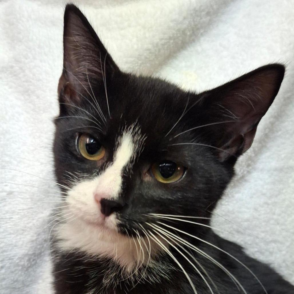 Judge Wapner, Adoptable, Kitten Male American Shorthair.