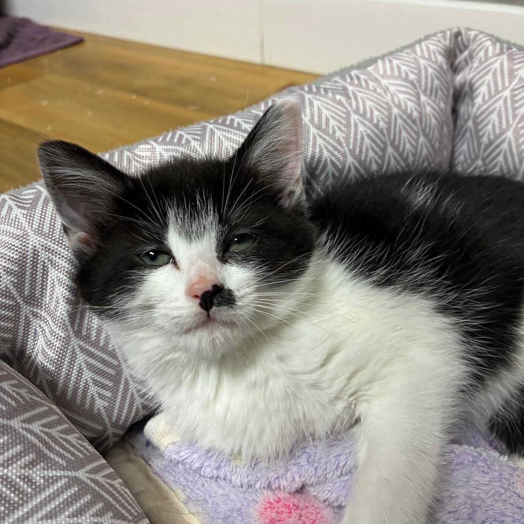 Enlarge Bat-Girl, a Adoptable Domestic Short Hair in Franklin, NC image 1/1