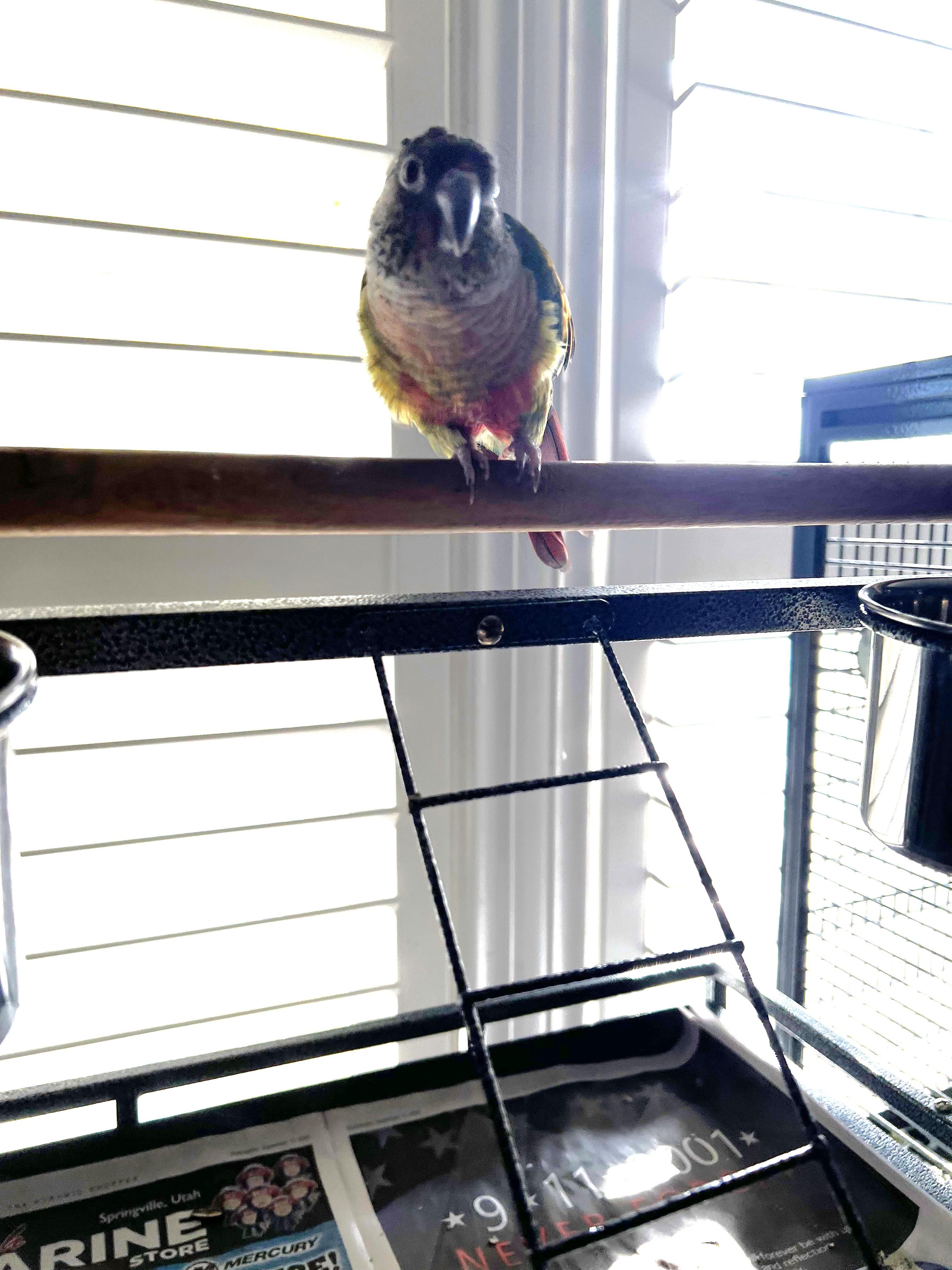 Nala, a Adoptable Conure in Salt Lake City, UT image 1/2