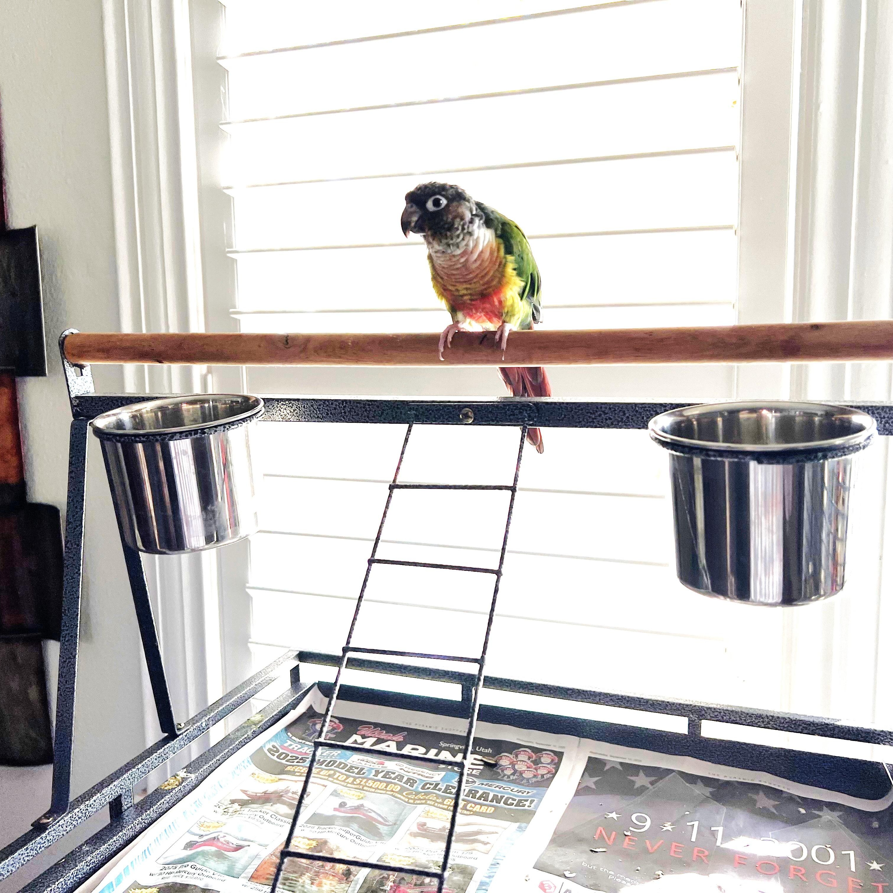 Nala, a Adoptable Conure in Salt Lake City, UT image 2/2