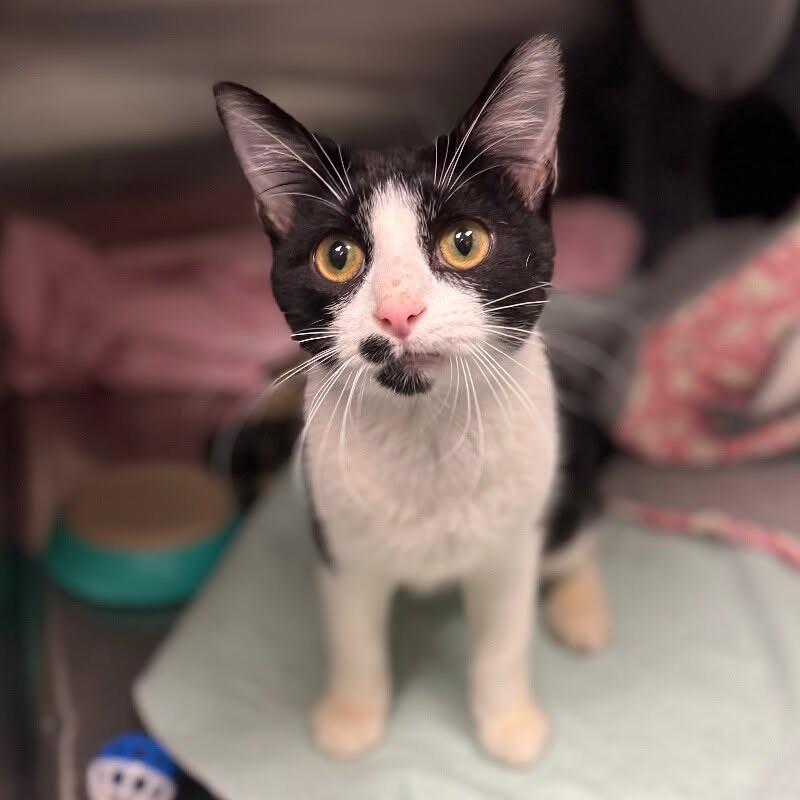 Sir Percival Wigglebottom, Adoptable, Adult Male Domestic Short Hair.