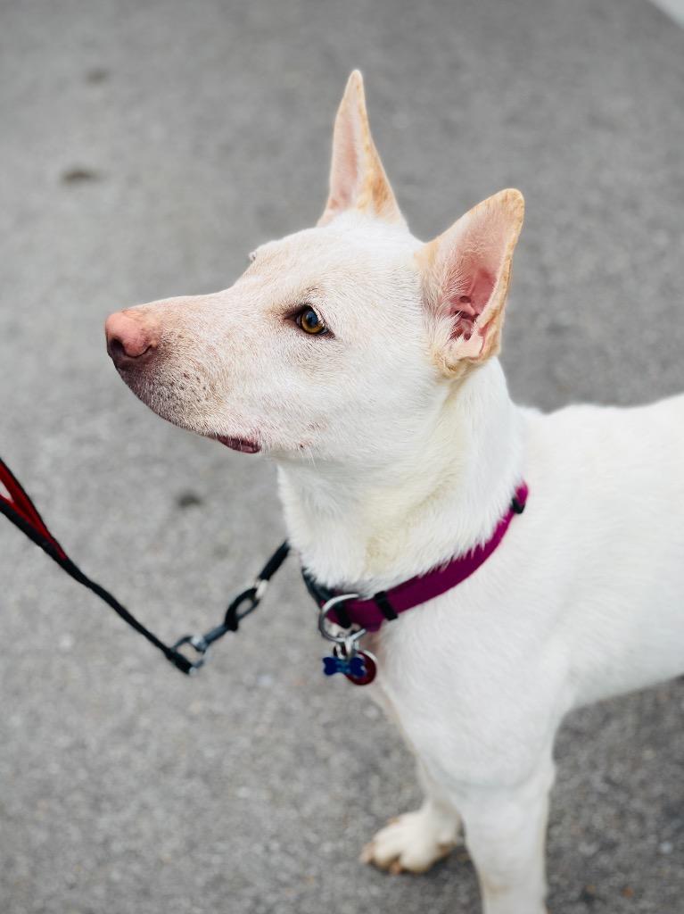 Trixie, a Adoptable mixed breed image 1/6