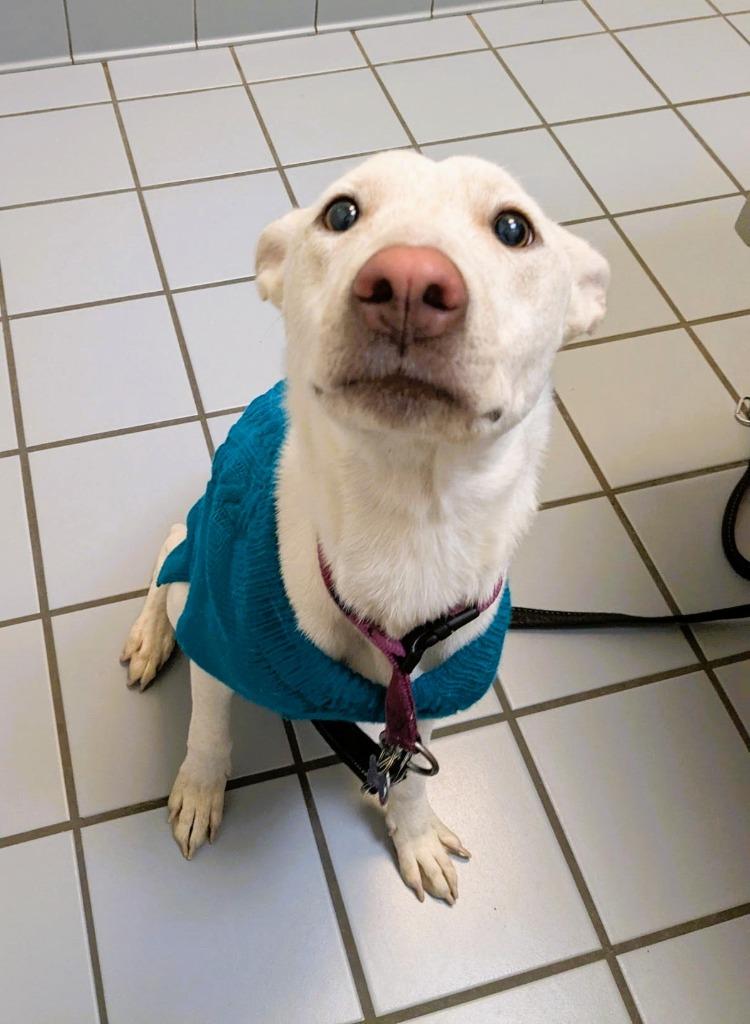 Trixie, Adoptable, Young Female Shepherd & Cattle Dog.