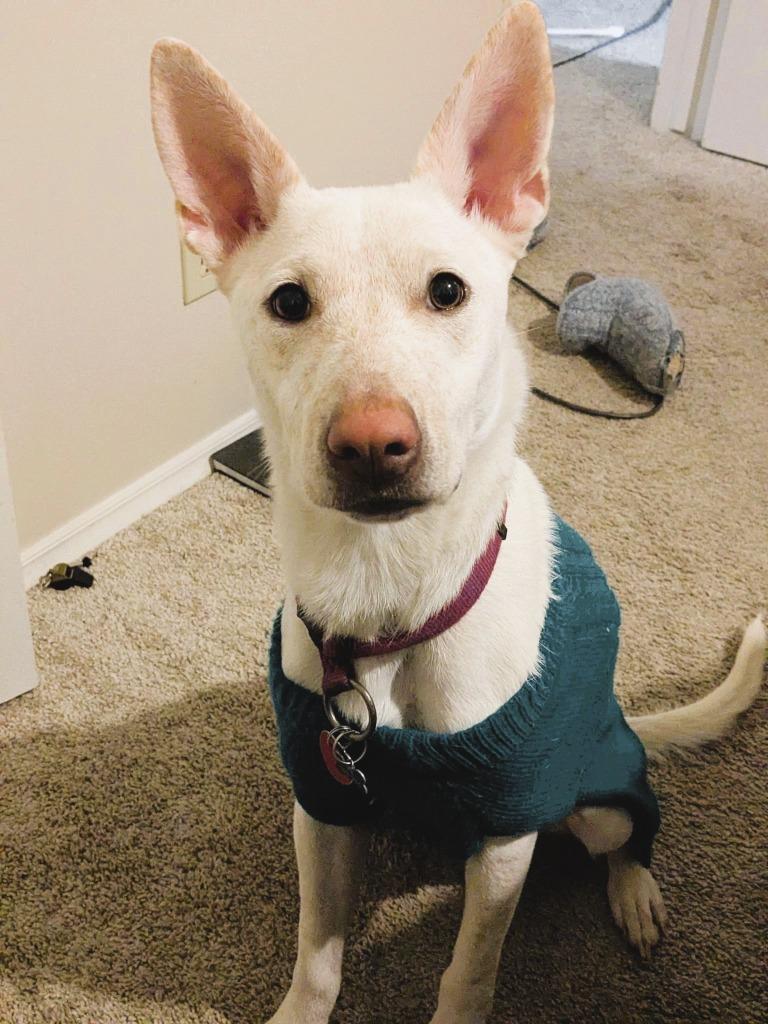 Trixie, a Adoptable mixed breed image 4/6