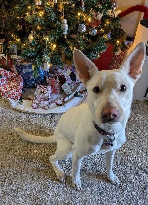 Enlarge Trixie, a Adoptable mixed breed in Tulsa, OK image 2/6