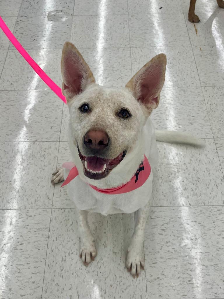Enlarge Trixie, a Adoptable mixed breed in Tulsa, OK image 1/6