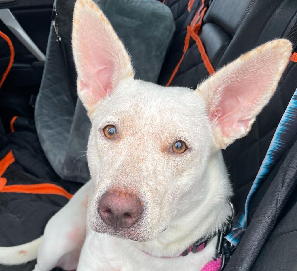 Enlarge Trixie, a Adoptable mixed breed in Tulsa, OK image 5/6