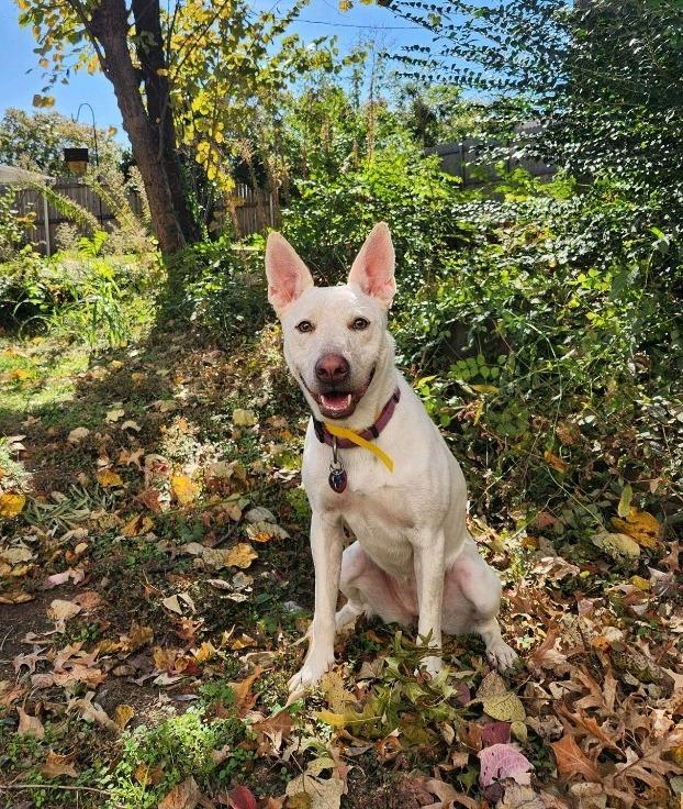 Trixie, a Adoptable mixed breed image 5/6