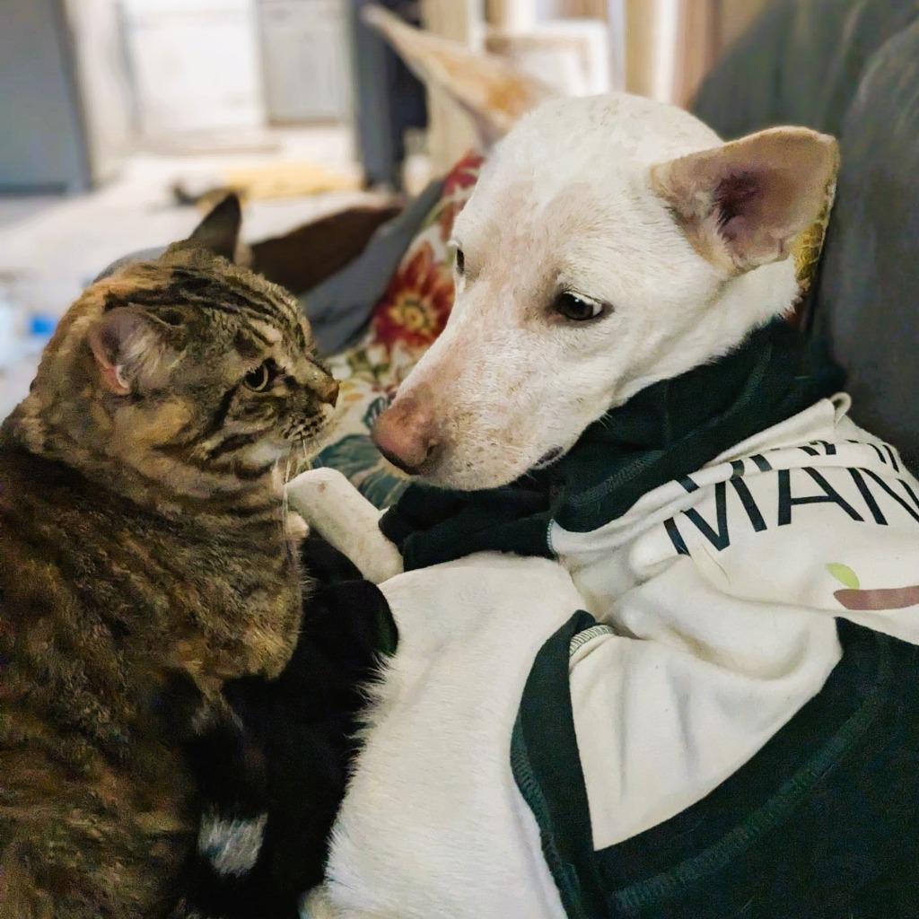 Enlarge Trixie, a Adoptable mixed breed in Tulsa, OK image 6/6