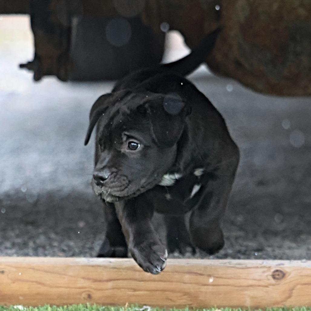 Kishi, Adoptable, Puppy Female Black Labrador Retriever & Rottweiler.