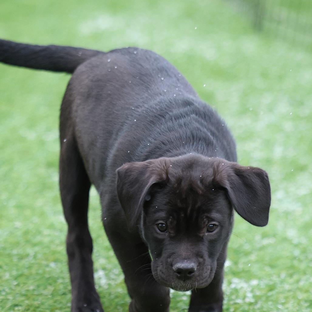 Enlarge Kishi, a Adoptable mixed breed in Calgary, AB image 2/6