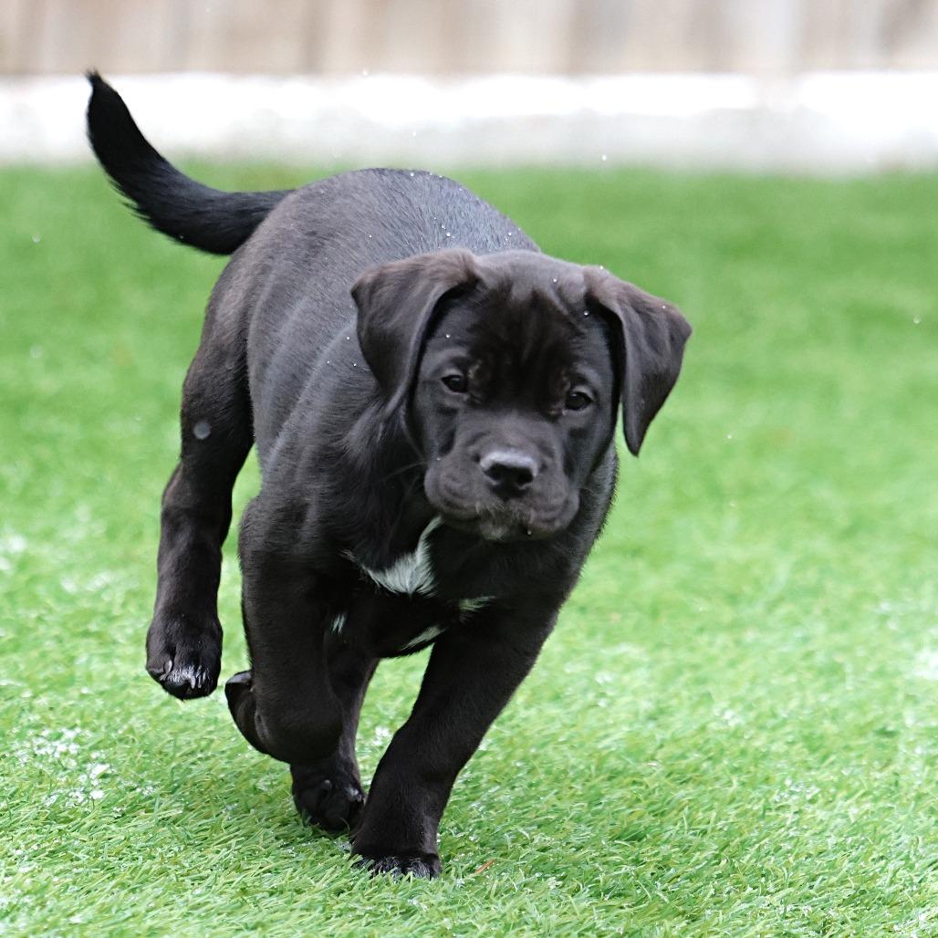 Enlarge Kishi, a Adoptable mixed breed in Calgary, AB image 3/6