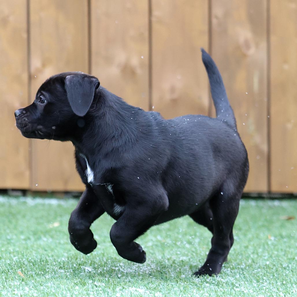 Enlarge Kishi, a Adoptable mixed breed in Calgary, AB image 5/6