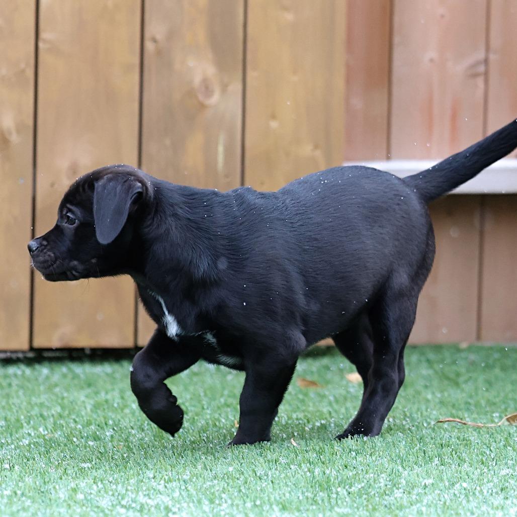 Enlarge Kishi, a Adoptable mixed breed in Calgary, AB image 6/6