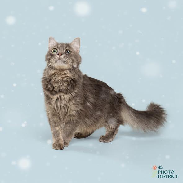 Burf, Adoptable, Young Male Domestic Medium Hair.