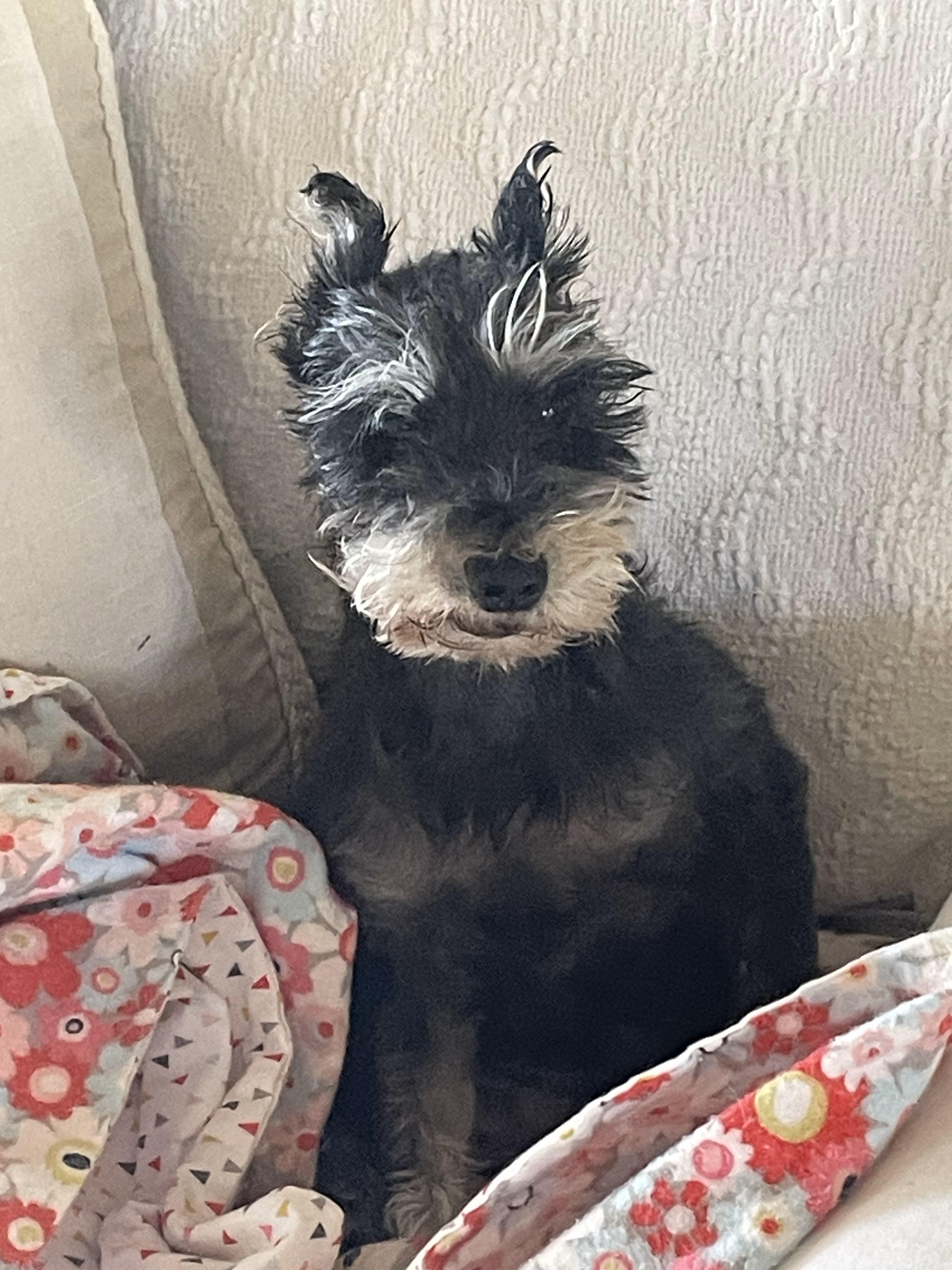 Annie, Adopted, Adult Female Miniature Schnauzer.