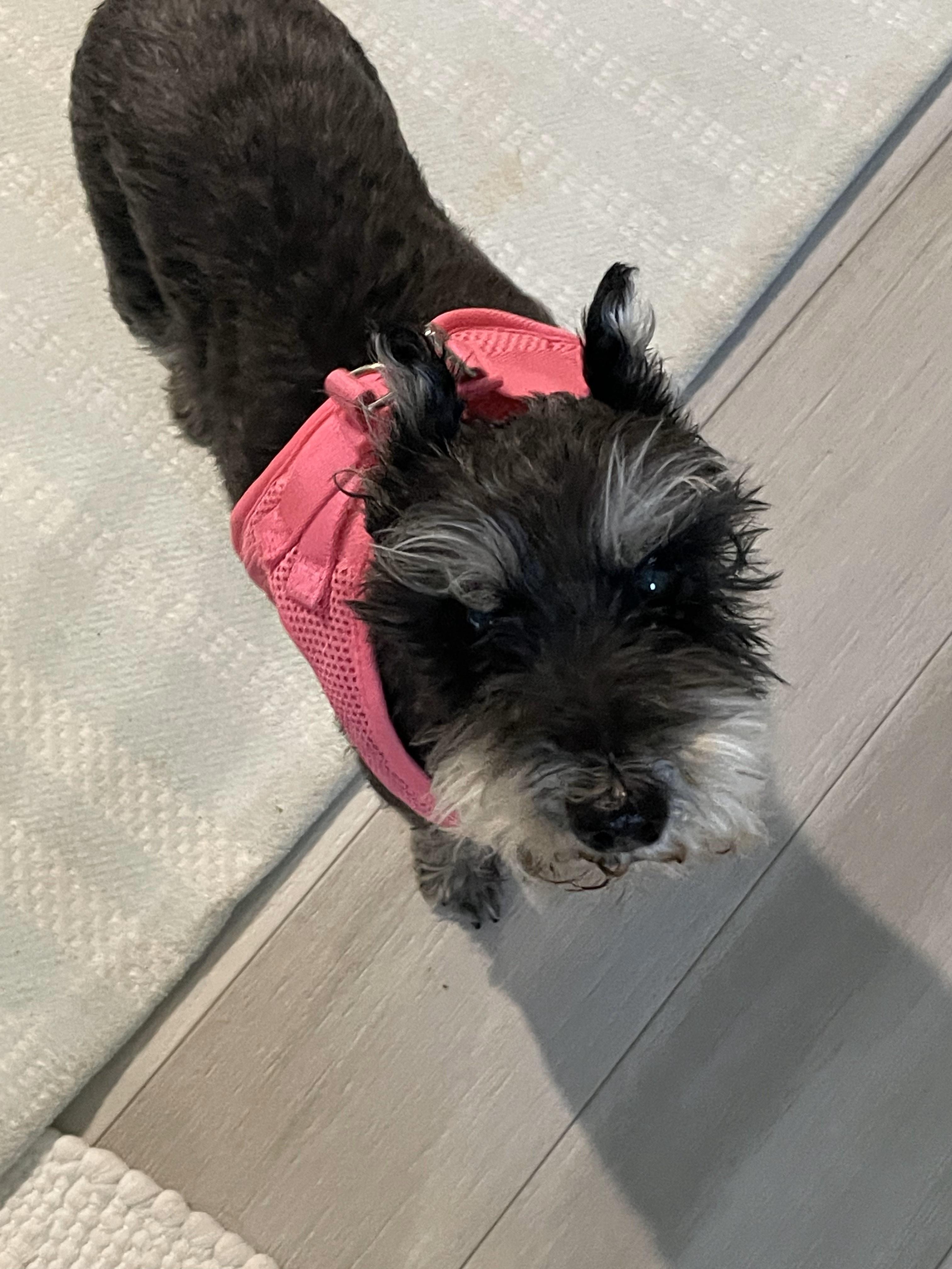 Annie, a Adopted Miniature Schnauzer in Las Vegas, NV image 2/3