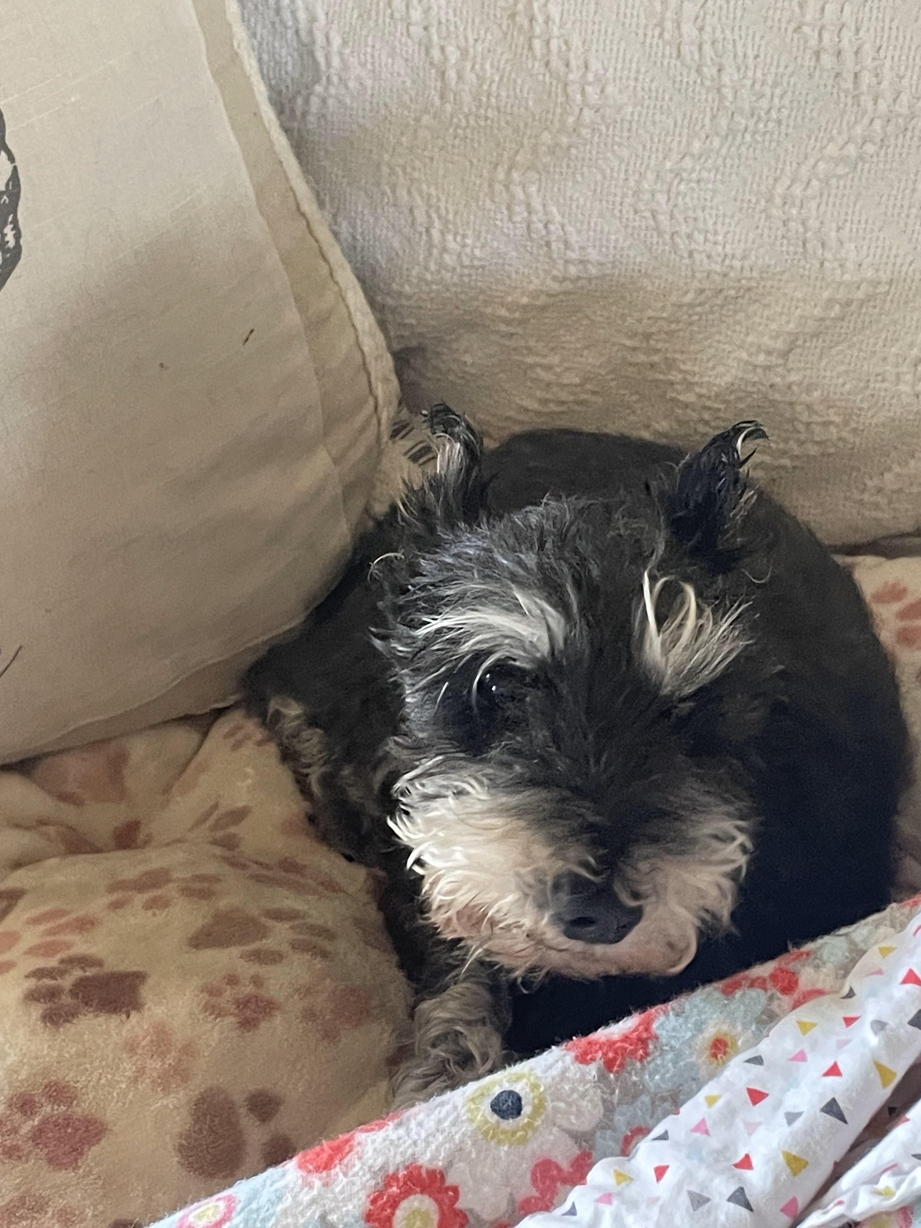 Annie, a Adopted Miniature Schnauzer in Las Vegas, NV image 3/3
