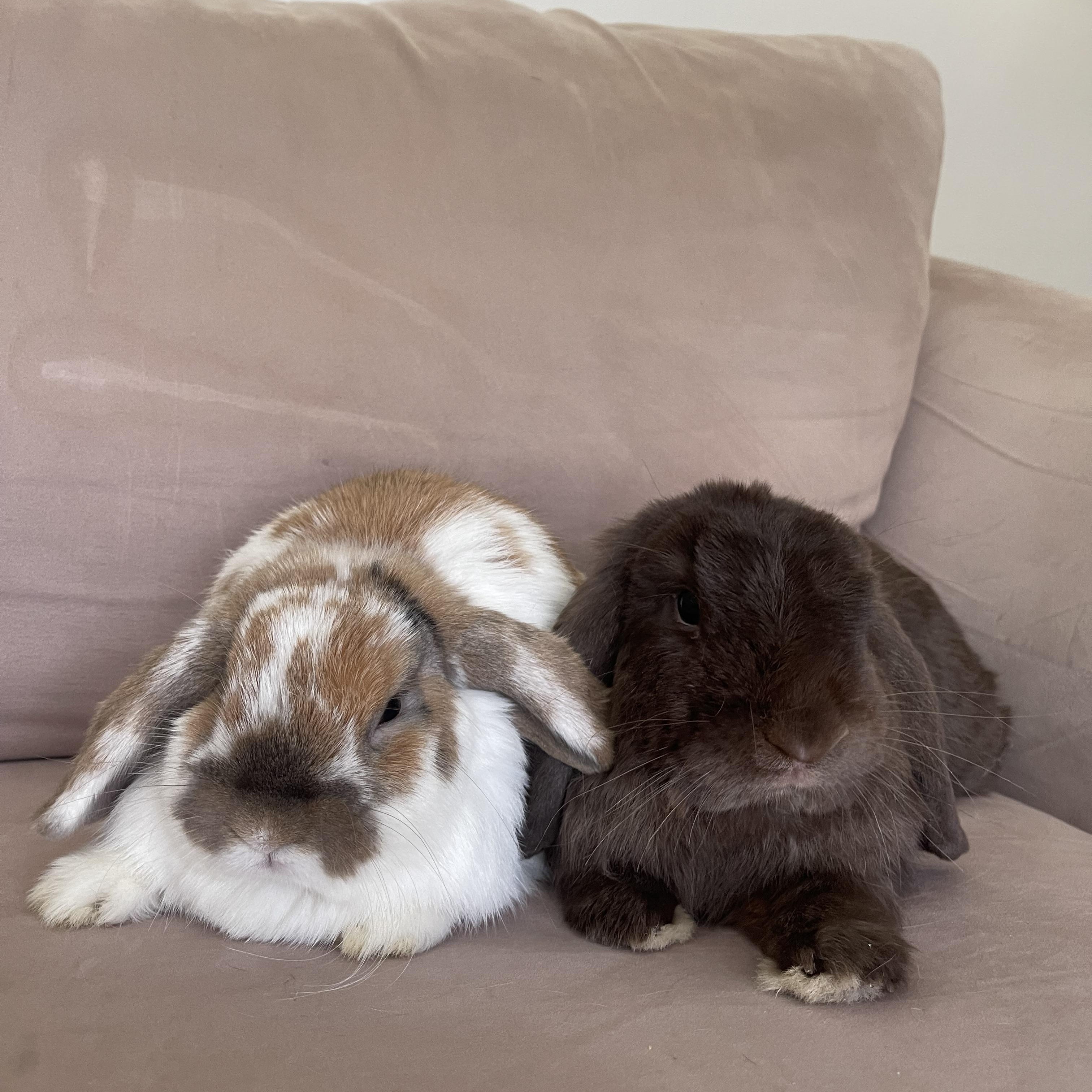 Winnie, a Adopted Holland Lop in Birmingham, AL image 2/4