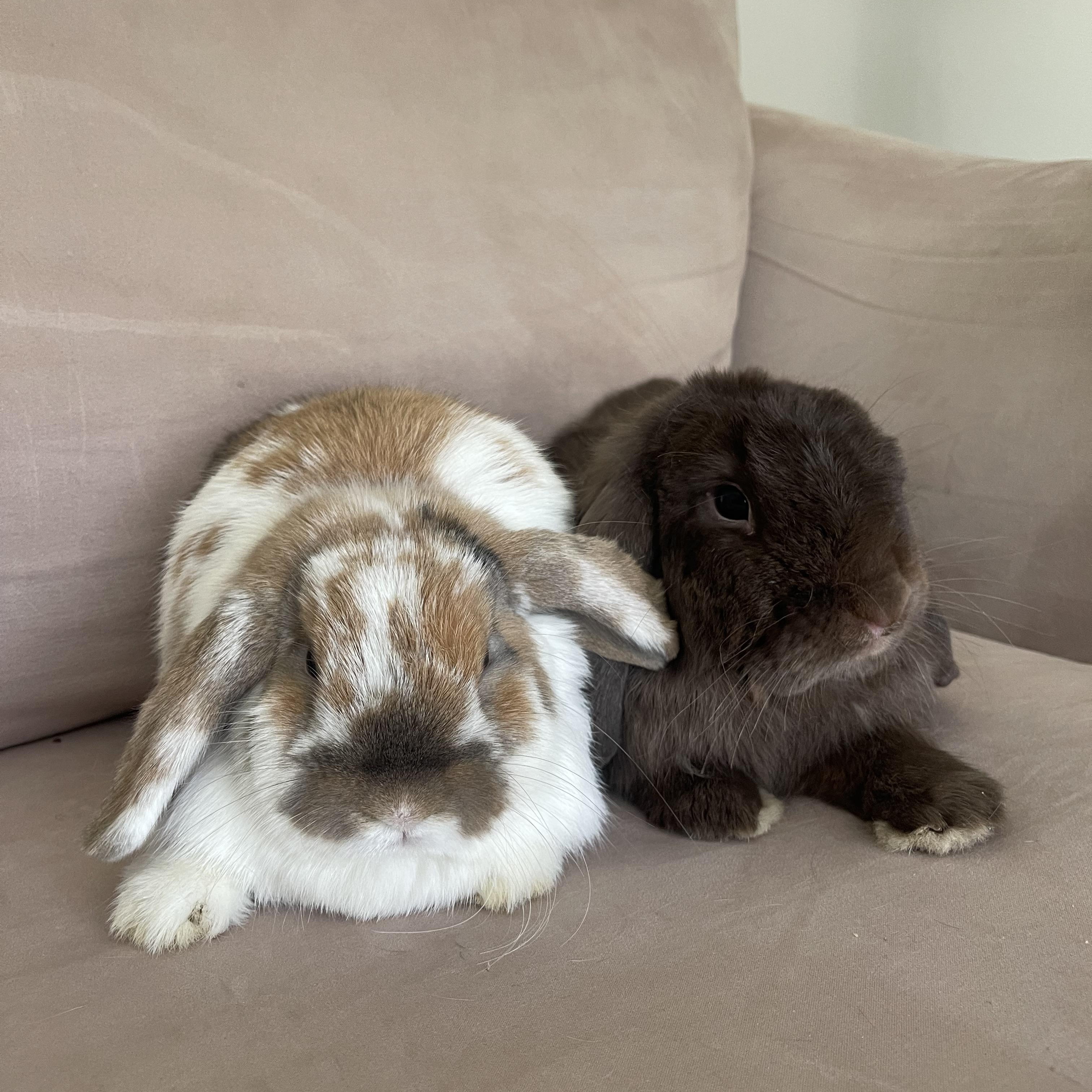Winnie, a Adopted Holland Lop in Birmingham, AL image 3/4
