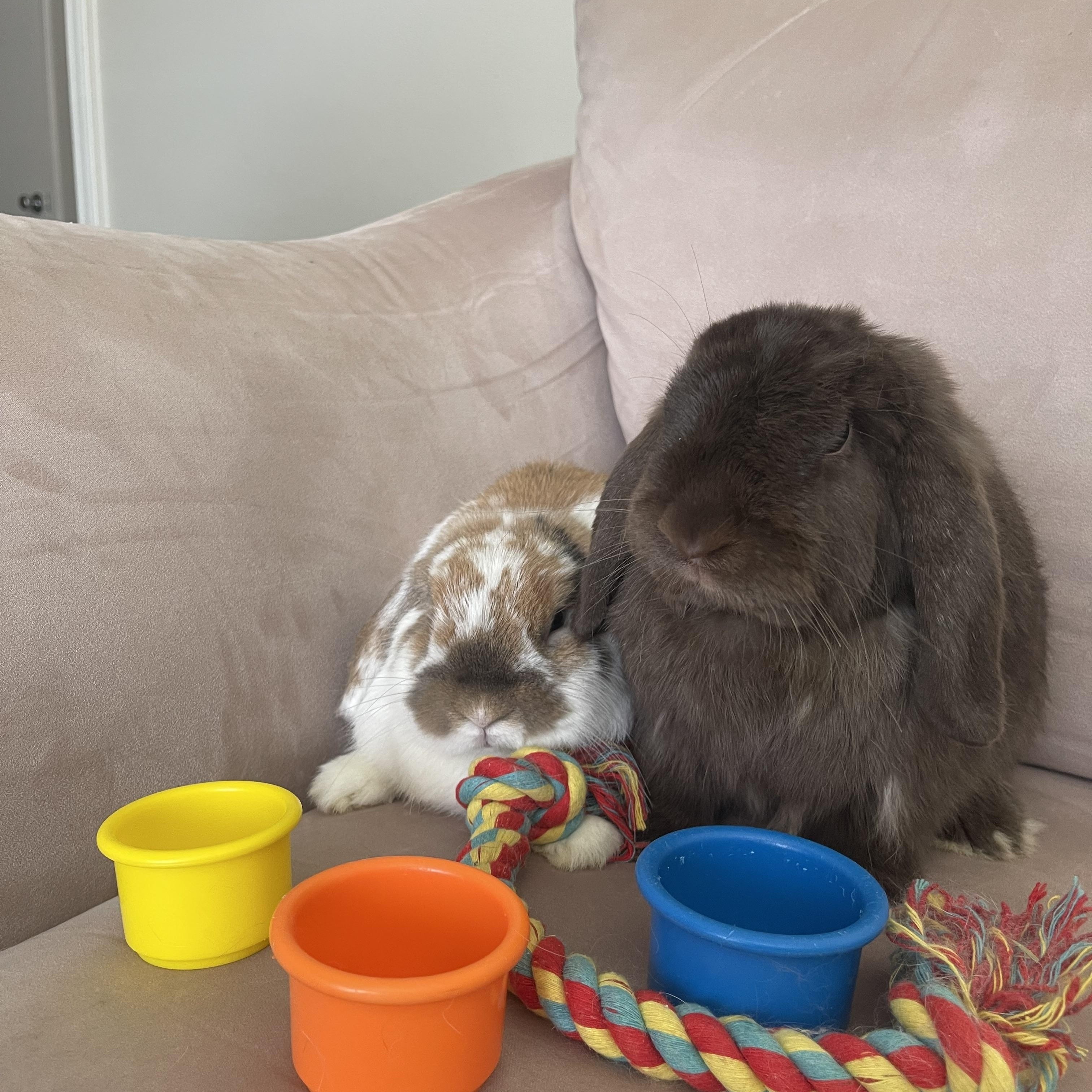 Winnie, a Adopted Holland Lop in Birmingham, AL image 4/4