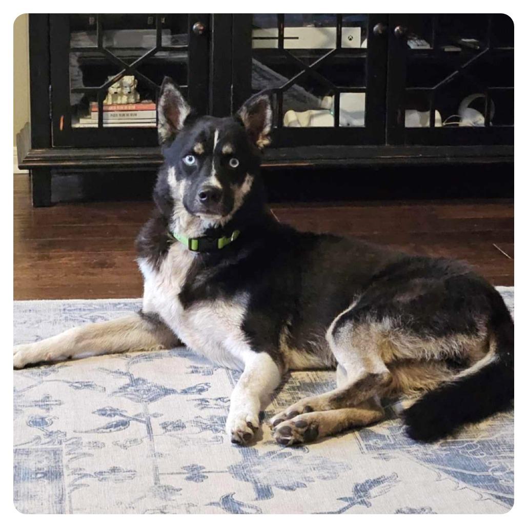 Crawford, Adoptable, Adult Male Husky & Siberian Husky.