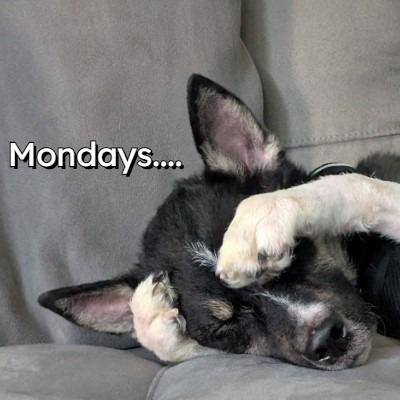 Crawford, a Adoptable mixed breed in Houston, TX image 1/5