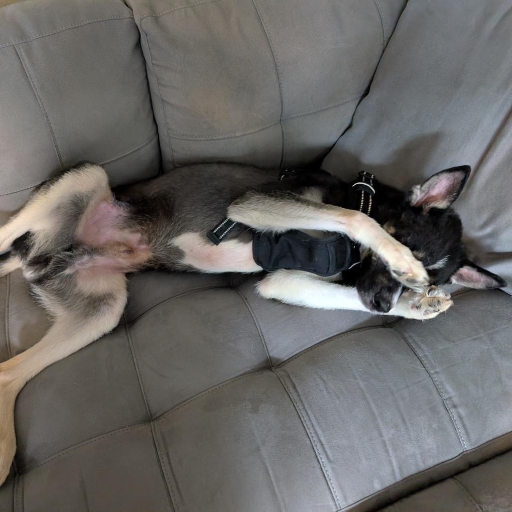 Crawford, a Adoptable mixed breed in Houston, TX image 2/5