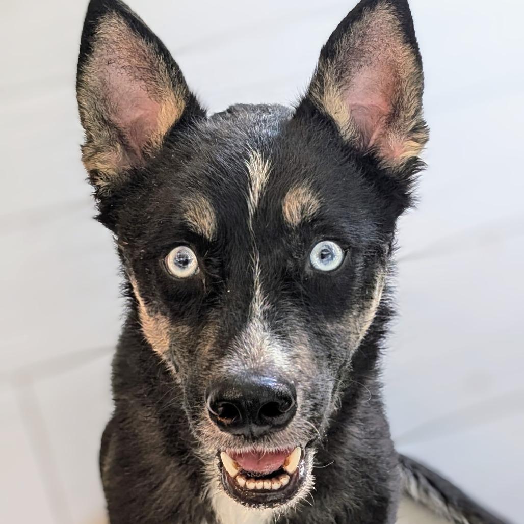 Crawford, Adoptable, Adult Male Siberian Husky & Husky.