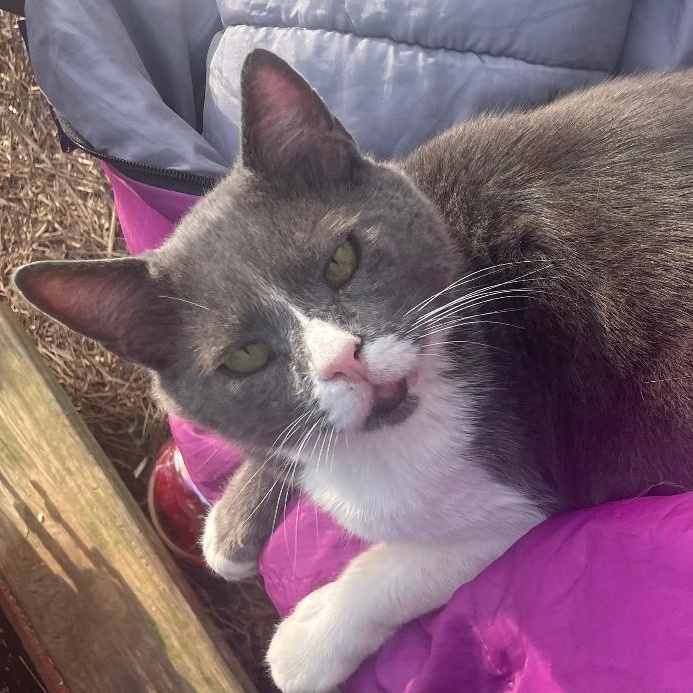 Dali, a ADOPTABLE Domestic Short Hair in Gastonia, NC image 1/2