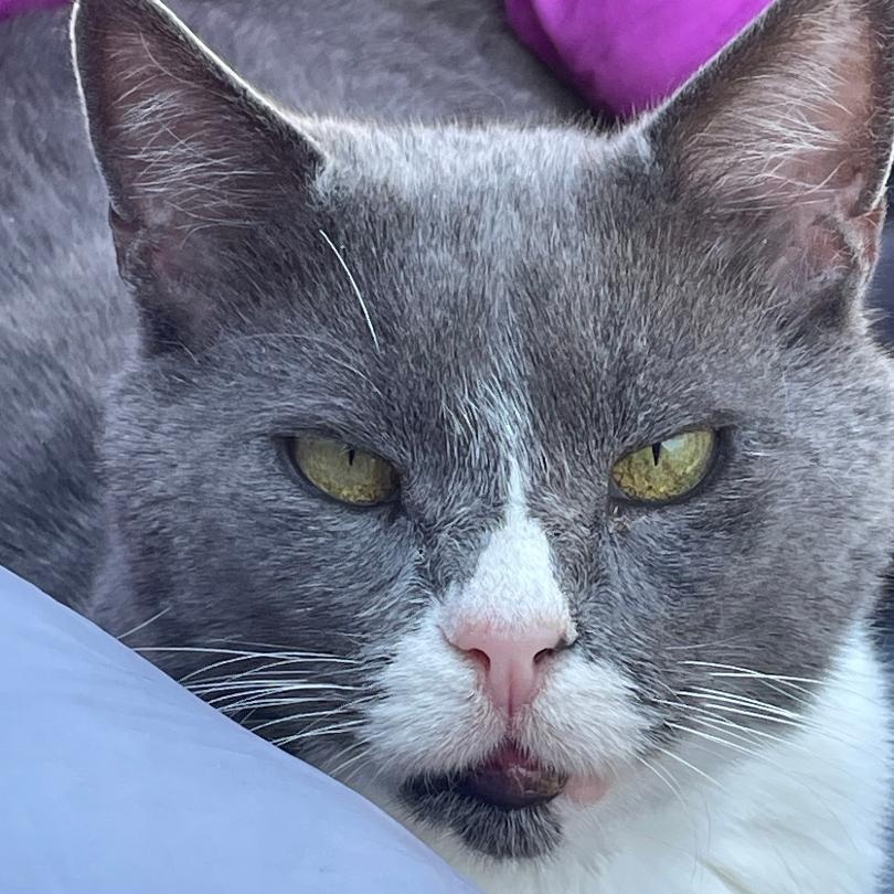 Dali, a ADOPTABLE Domestic Short Hair in Gastonia, NC image 2/2