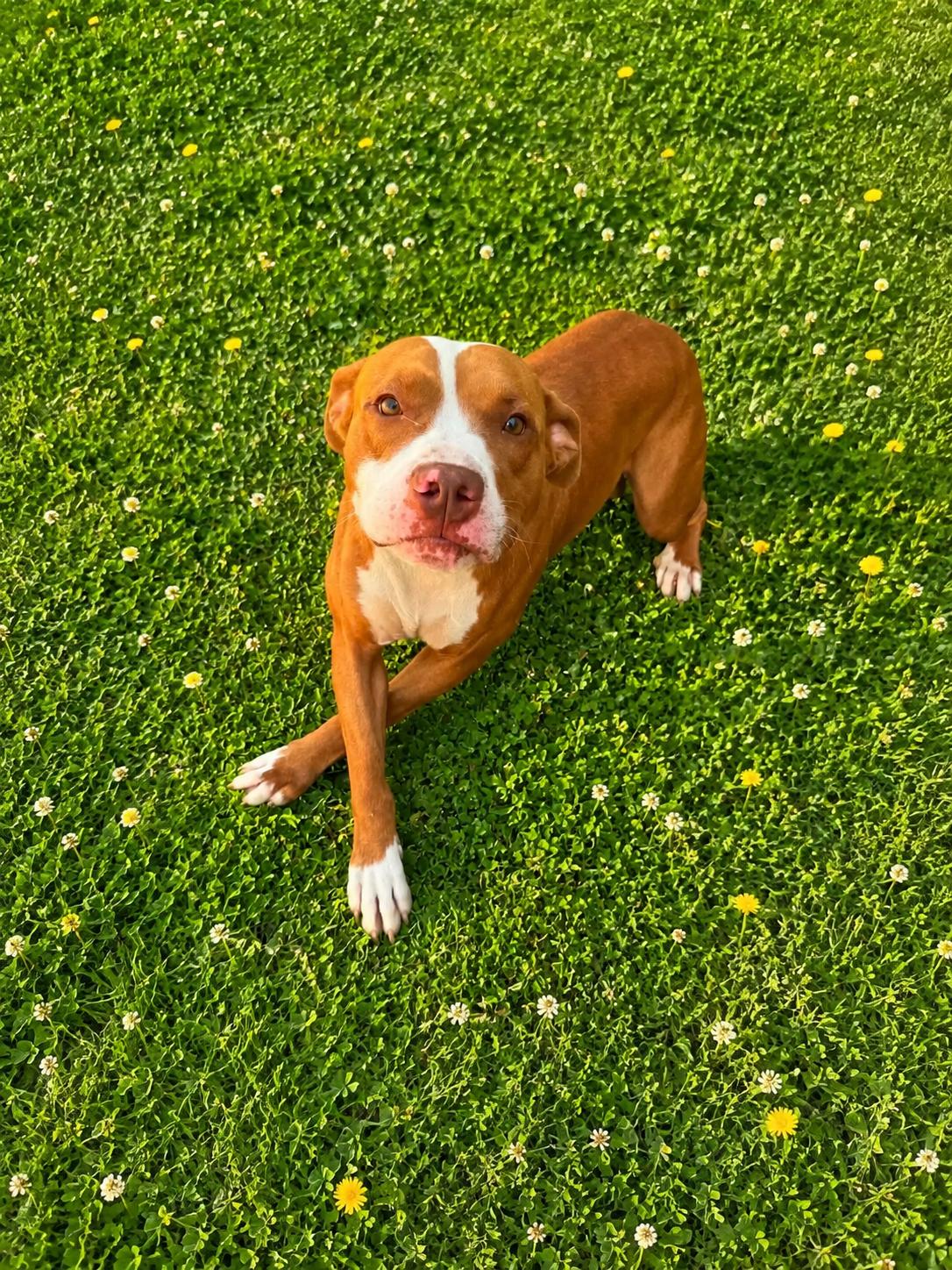 Enlarge Mushi, a ADOPTABLE mixed breed in Lancaster, KY image 3/3