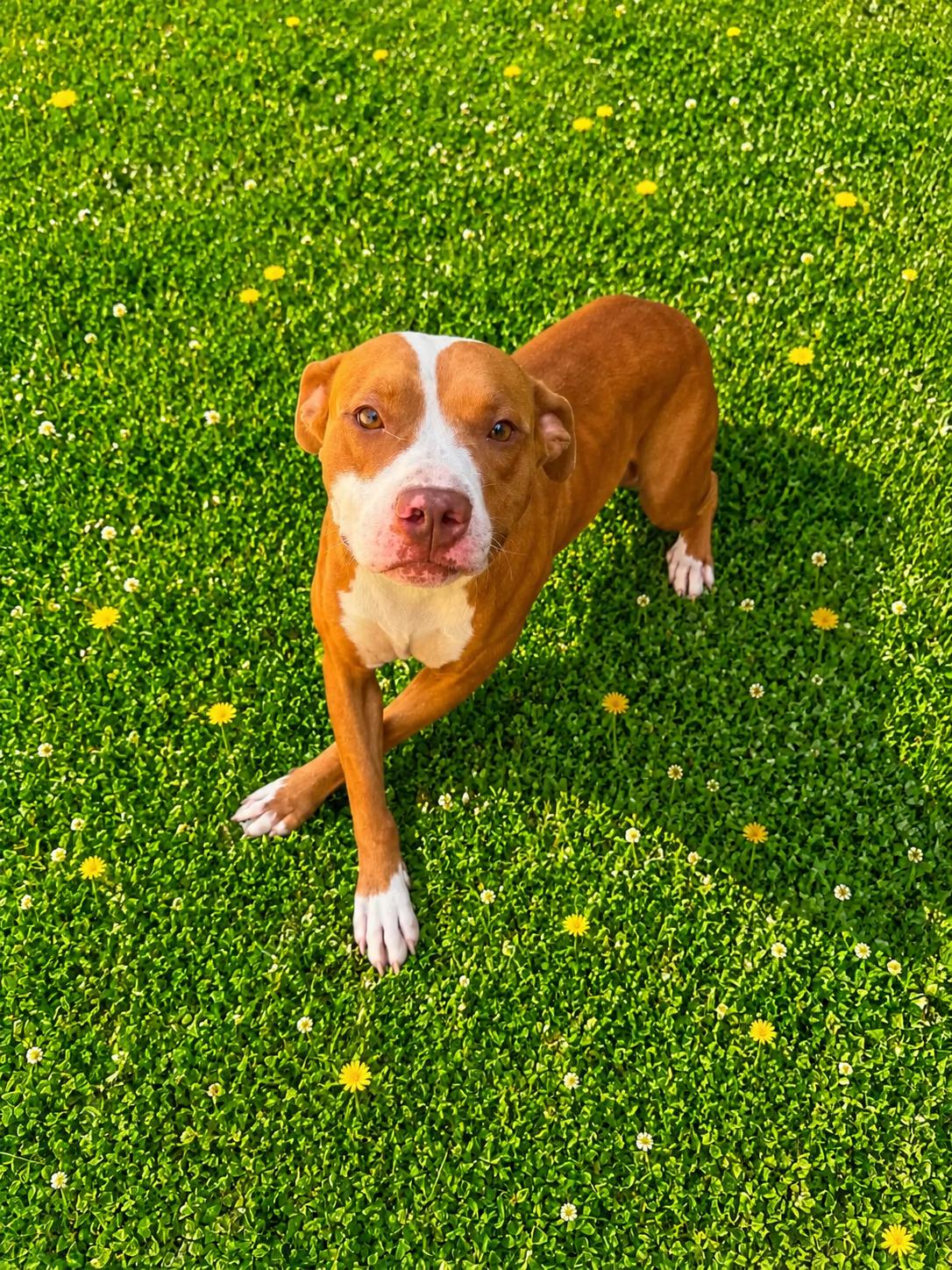 Enlarge Mushi, a ADOPTABLE mixed breed in Lancaster, KY image 2/3