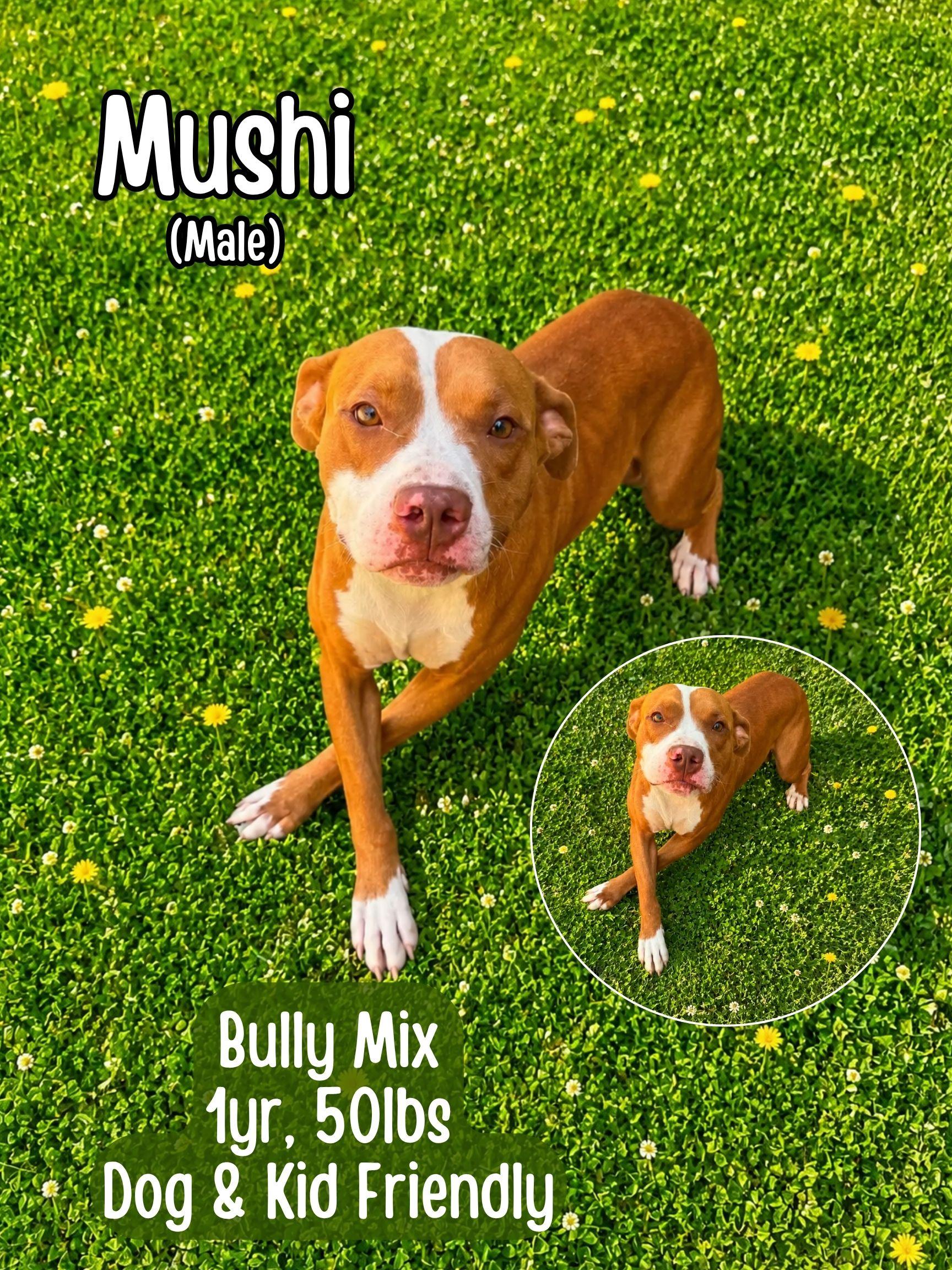 Mushi, ADOPTABLE, Young Male American Bully.